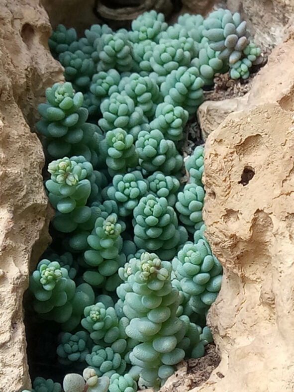 Sedum dasyphyllum (Corsican Stonecrop)