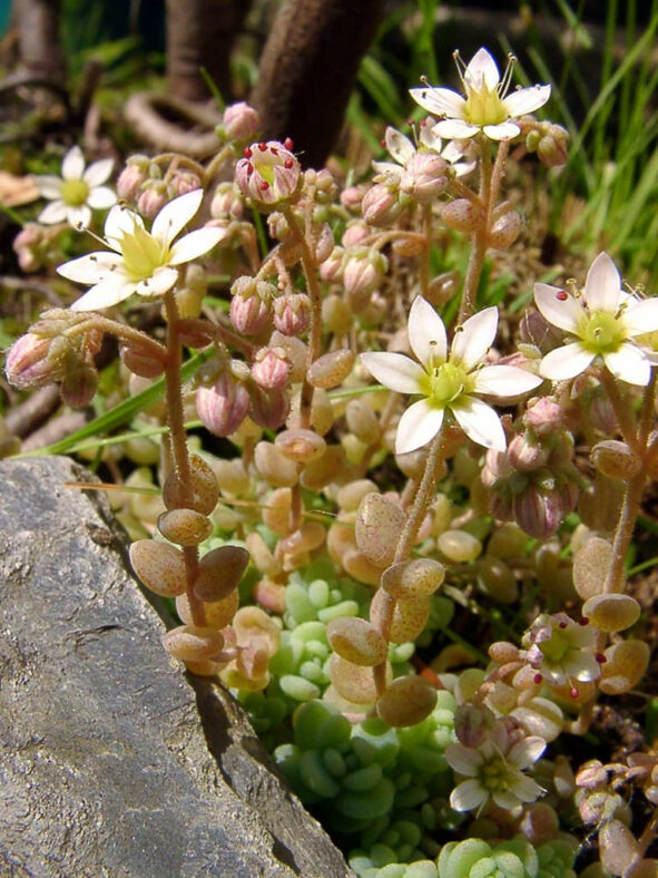 Sedum dasyphyllum (Corsican Stonecrop)