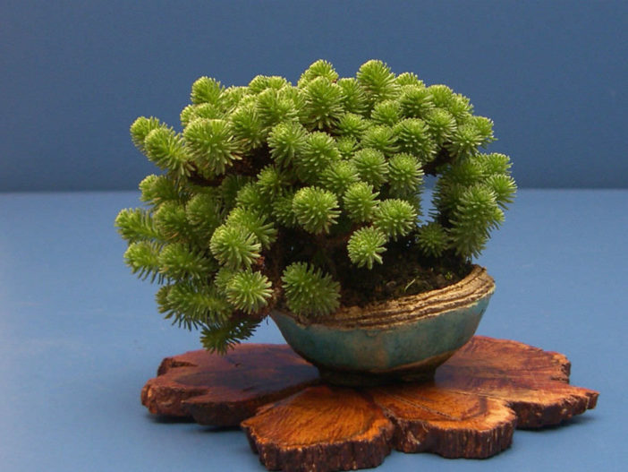 Sedum multiceps (Miniature Joshua Tree)