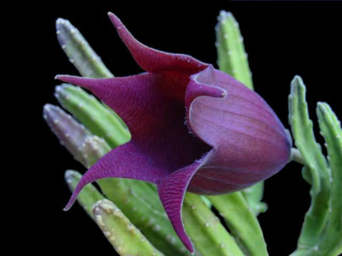 Stapelia leendertziae - Black Bells