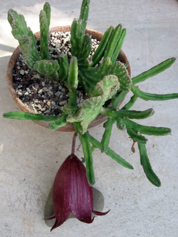 Stapelia leendertziae 'Cristata' (Black Bells)