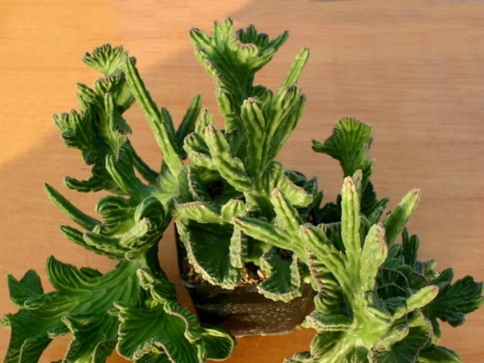 Stapelia leendertziae 'Cristata' (Black Bells)