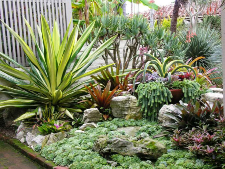 Succulent garden