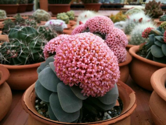 Succulent Plants in Bloom