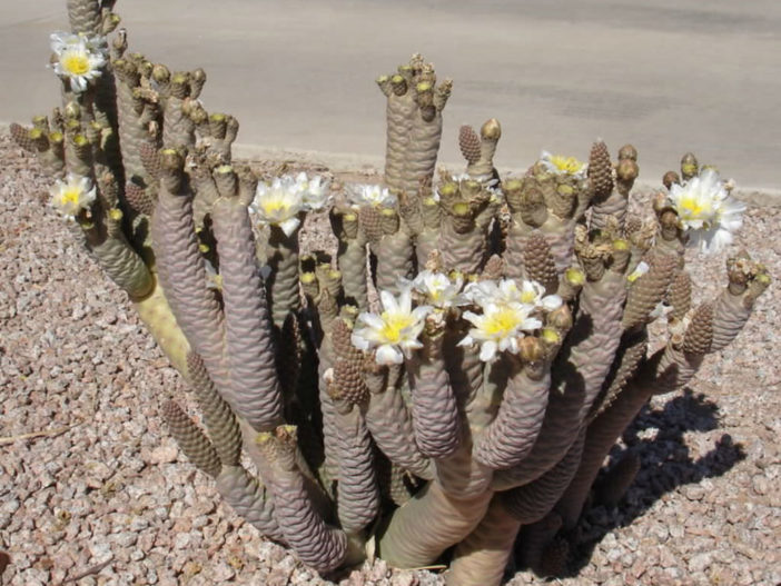 Tephrocactus articulatus var. diadematus (Spruce Cone Cholla)