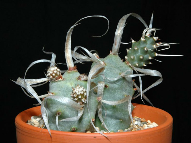 Tephrocactus articulatus var. papyracanthus (Paper Spine Cactus)