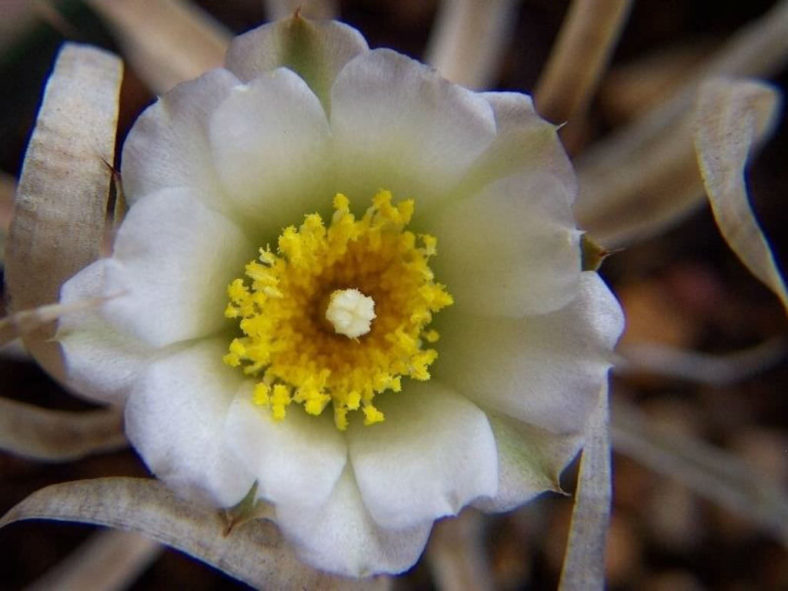 Tephrocactus articulatus var. papyracanthus (Paper Spine Cactus)