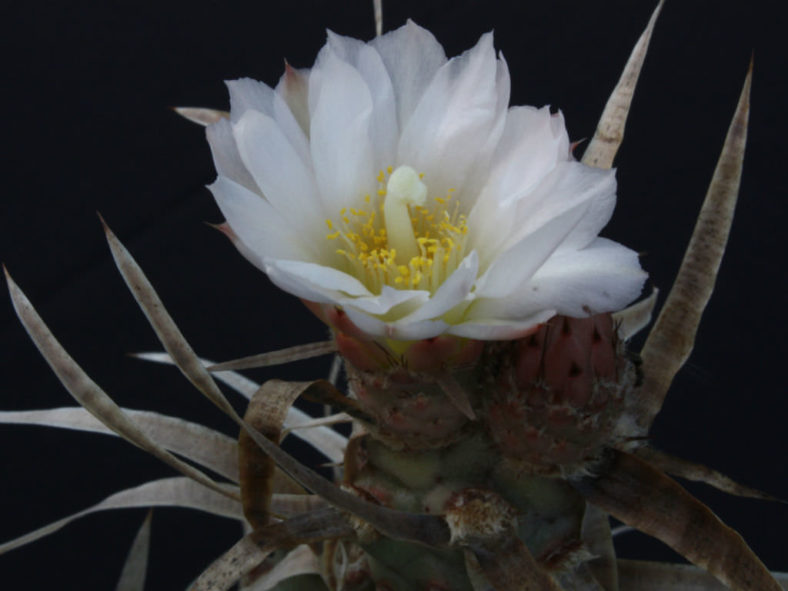 Tephrocactus articulatus var. papyracanthus (Paper Spine Cactus)