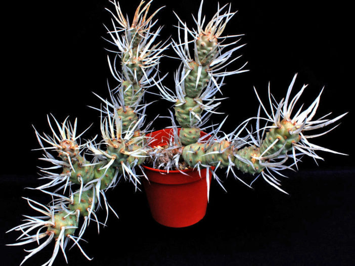 Tephrocactus articulatus var. papyracanthus (Paper Spine Cactus)