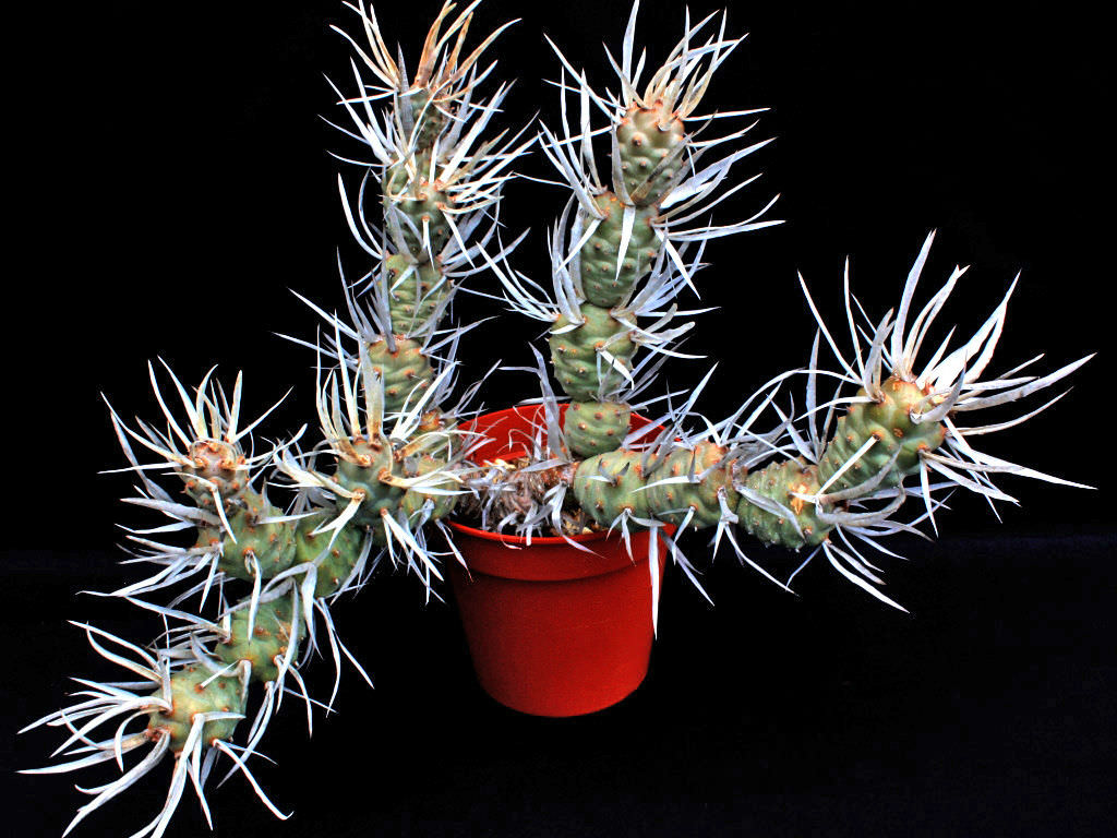 Paper Spine Cactus  Tephrocactus Articulatus