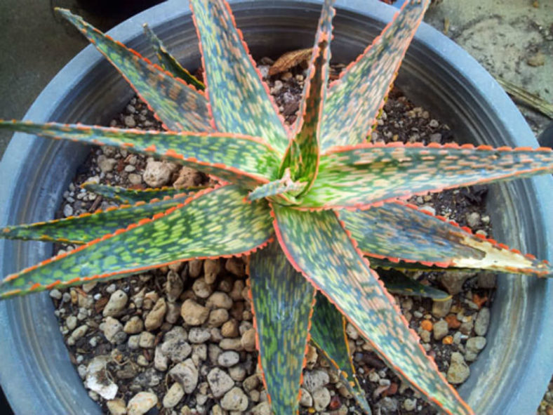 Aloe 'Peppermint'