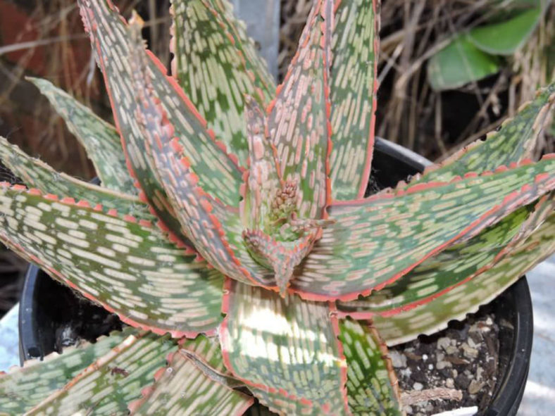 Aloe 'Peppermint'