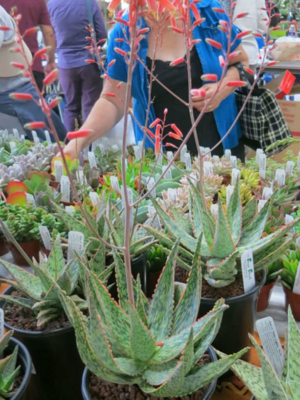 Aloe 'Peppermint'