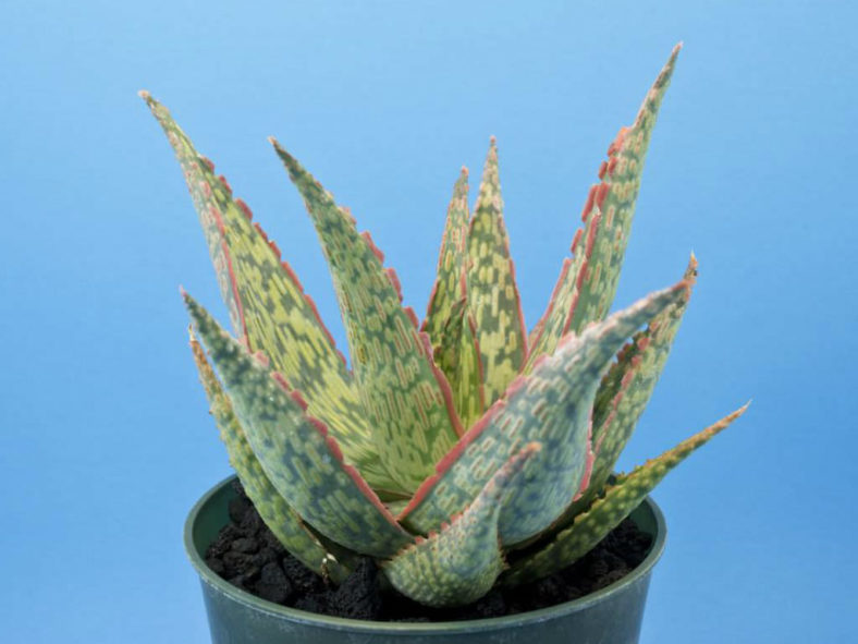 Aloe 'Peppermint'