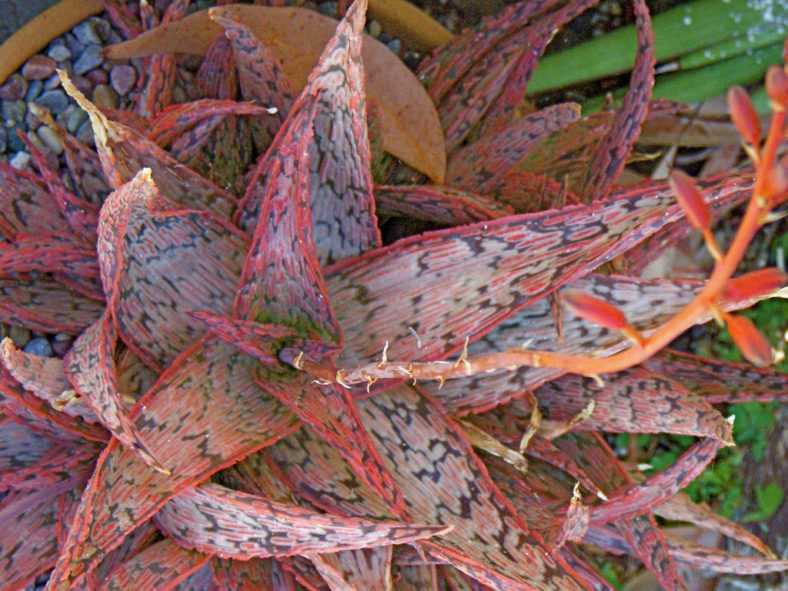 Aloe 'Pink Blush' (Pink Blush Aloe)