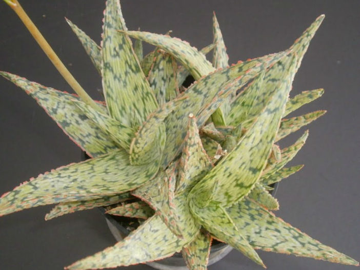 Aloe 'Pink Blush' (Pink Blush Aloe)