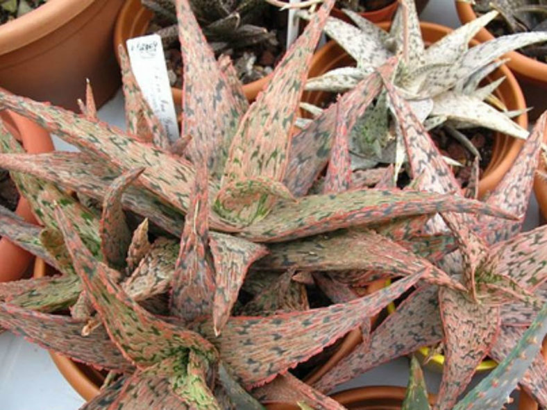 Aloe 'Pink Blush' (Pink Blush Aloe)