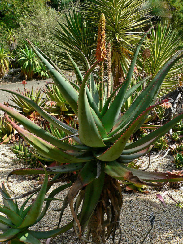 Aloe africana (African Aloe)