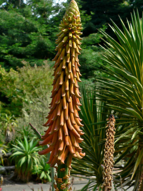 Aloe africana (African Aloe)