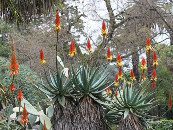 Aloe africana (African Aloe)