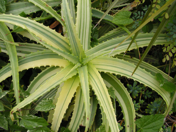 Aloe arborescens f. variegata (Variegated Candelabra Aloe)