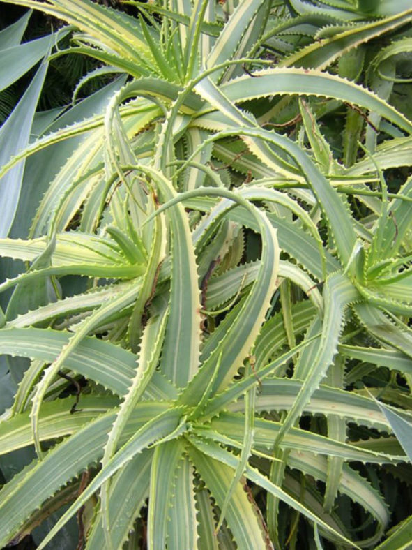 Aloe arborescens 'Variegata' (Gilded Candelabra)