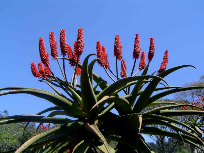 Aloe excelsa (Zimbabwe Aloe)