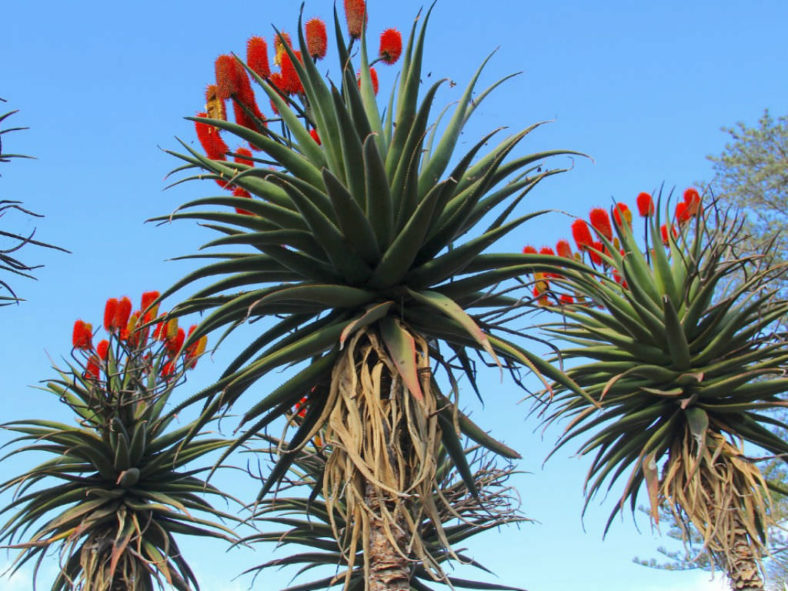 Aloe excelsa (Zimbabwe Aloe)