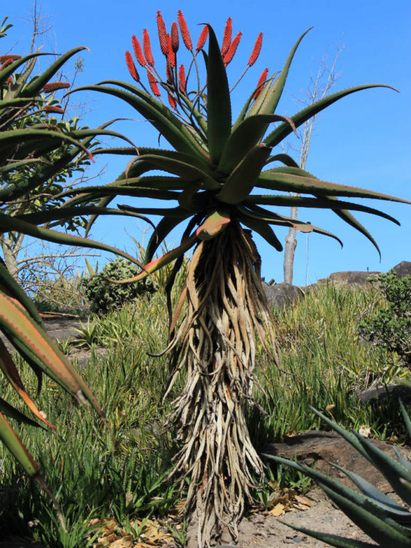 Aloe excelsa (Zimbabwe Aloe)