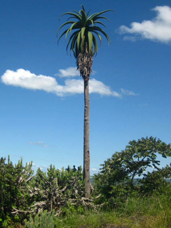 Aloe excelsa (Zimbabwe Aloe)