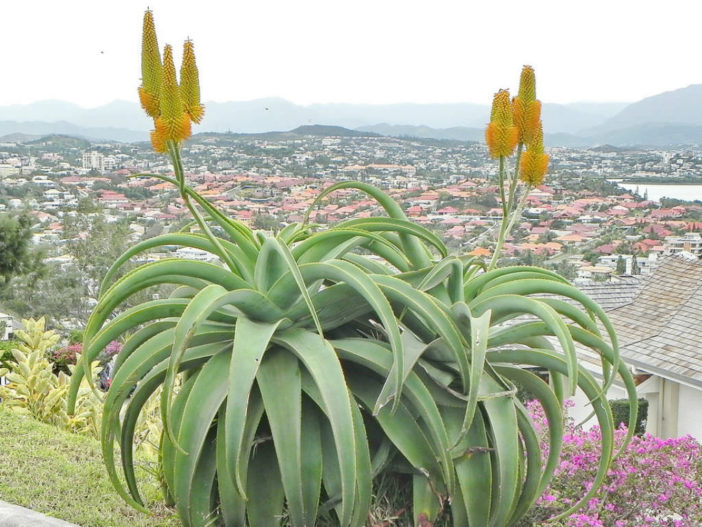 Aloe thraskii (Dune Aloe)