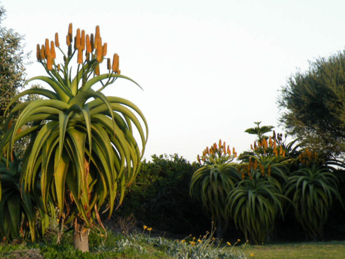 Aloe thraskii (Dune Aloe) World of Succulents