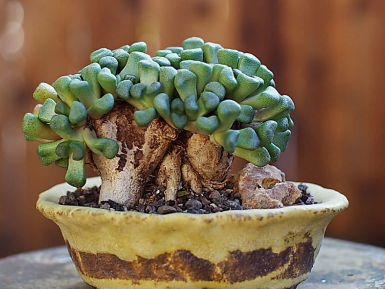 Aloinopsis schooneesii (Living Stone)