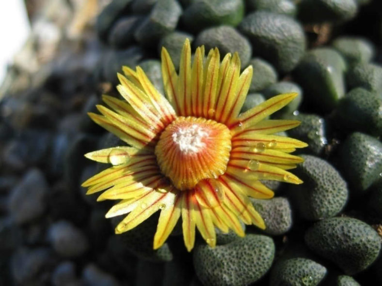 Aloinopsis schooneesii (Living Stone)