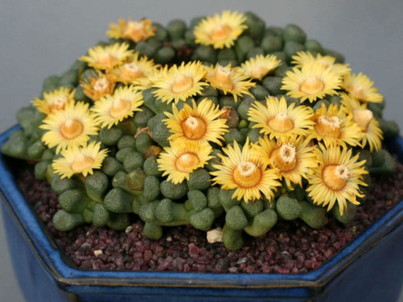 Aloinopsis schooneesii (Living Stone)