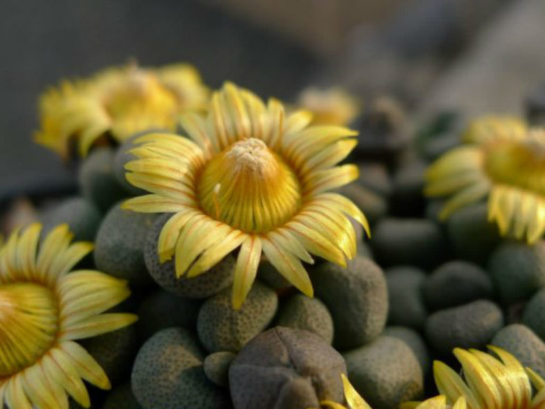 Aloinopsis schooneesii (Living Stone)