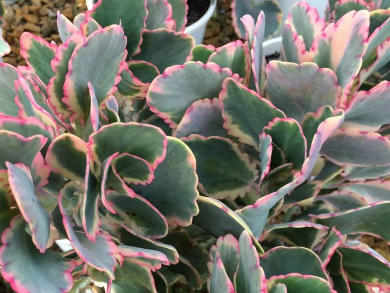 Kalanchoe fedtschenkoi 'Painted Butterfly' (Rainbow Kalanchoe) aka Kalanchoe fedtschenkoi 'Aurora Borealis' or Kalanchoe fedtschenkoi 'Variegata'