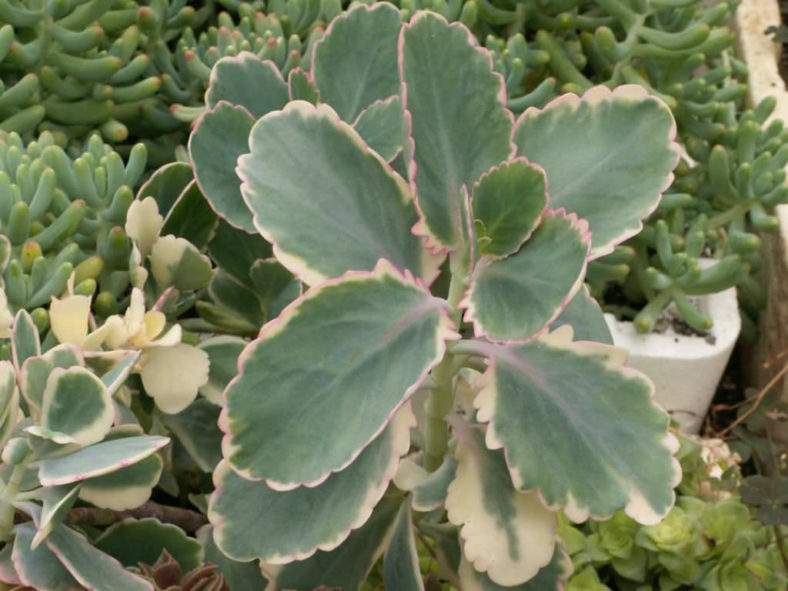 Kalanchoe fedtschenkoi 'Painted Butterfly' (Rainbow Kalanchoe) aka Kalanchoe fedtschenkoi 'Aurora Borealis' or Kalanchoe fedtschenkoi 'Variegata'