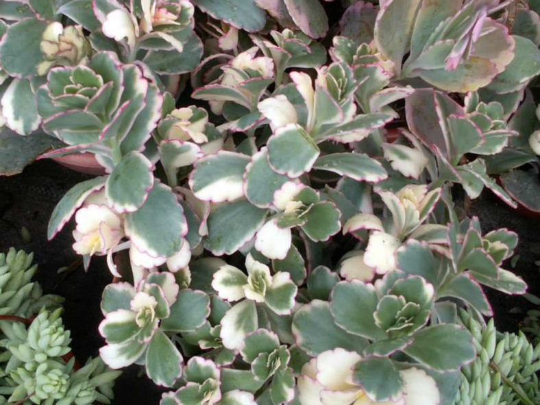 Kalanchoe fedtschenkoi 'Painted Butterfly' (Rainbow Kalanchoe) aka Kalanchoe fedtschenkoi 'Aurora Borealis' or Kalanchoe fedtschenkoi 'Variegata'