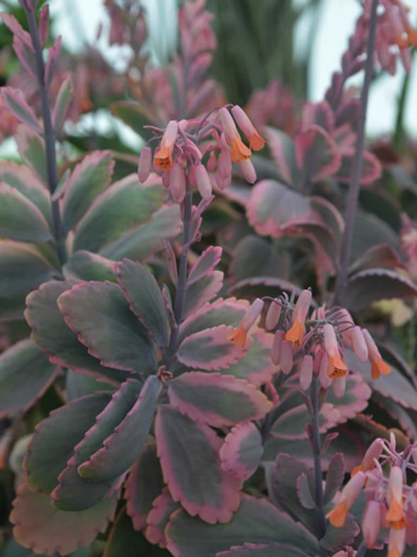 Kalanchoe fedtschenkoi 'Painted Butterfly' (Rainbow Kalanchoe) aka Kalanchoe fedtschenkoi 'Aurora Borealis' or Kalanchoe fedtschenkoi 'Variegata'