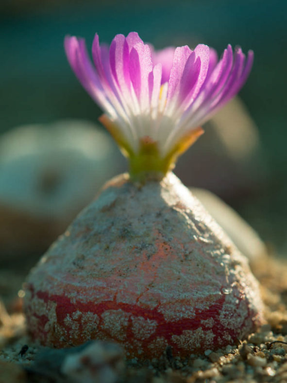 Conophytum burgeri (Burger's Onion)