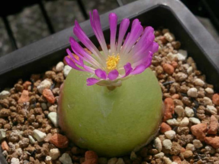 Conophytum burgeri (Burger's Onion)