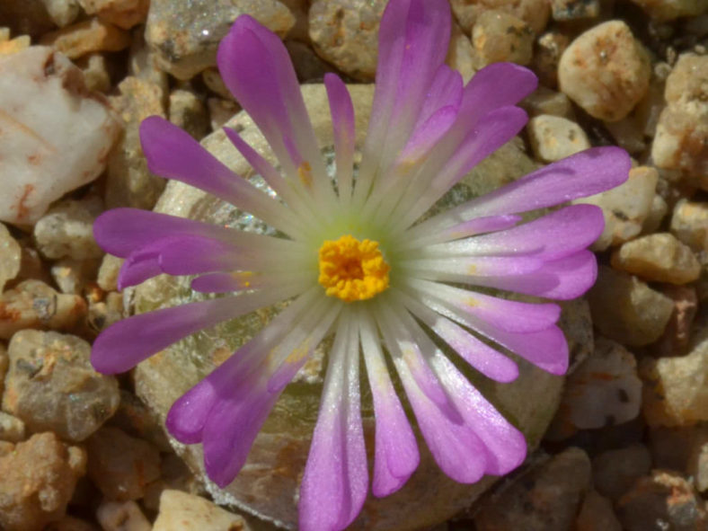 Conophytum burgeri (Burger's Onion)