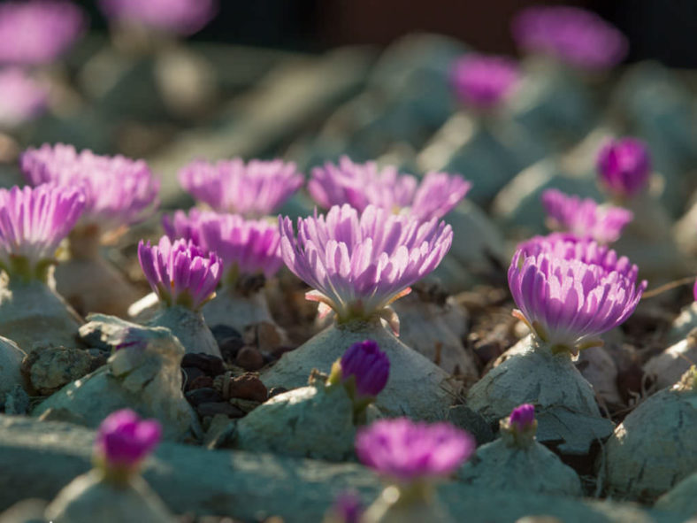 Conophytum burgeri (Burger's Onion)