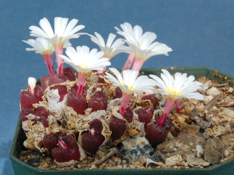 Conophytum pellucidum