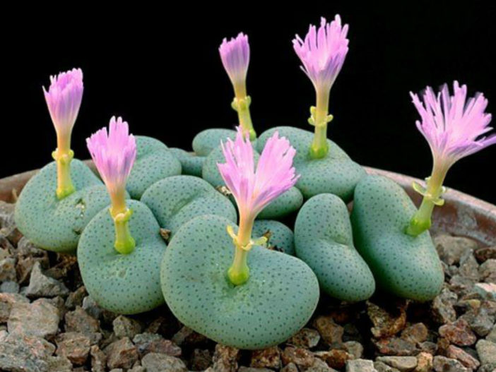 Conophytum wettsteinii (Cone Plants)