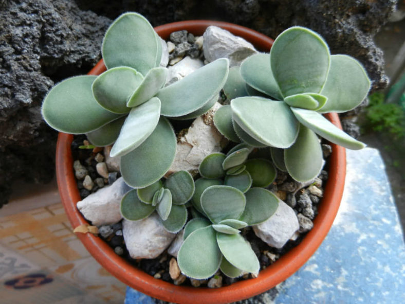 Crassula cotyledonis