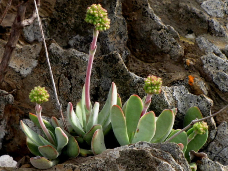 Crassula cotyledonis