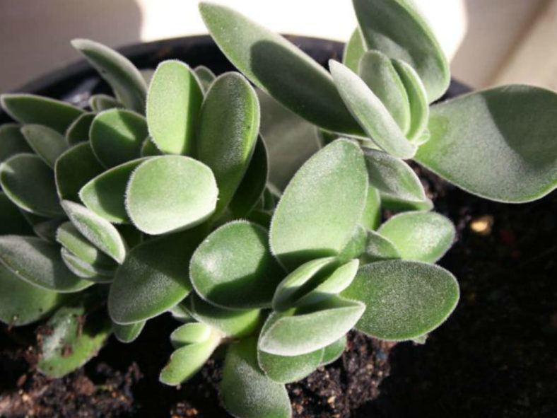 Crassula cotyledonis