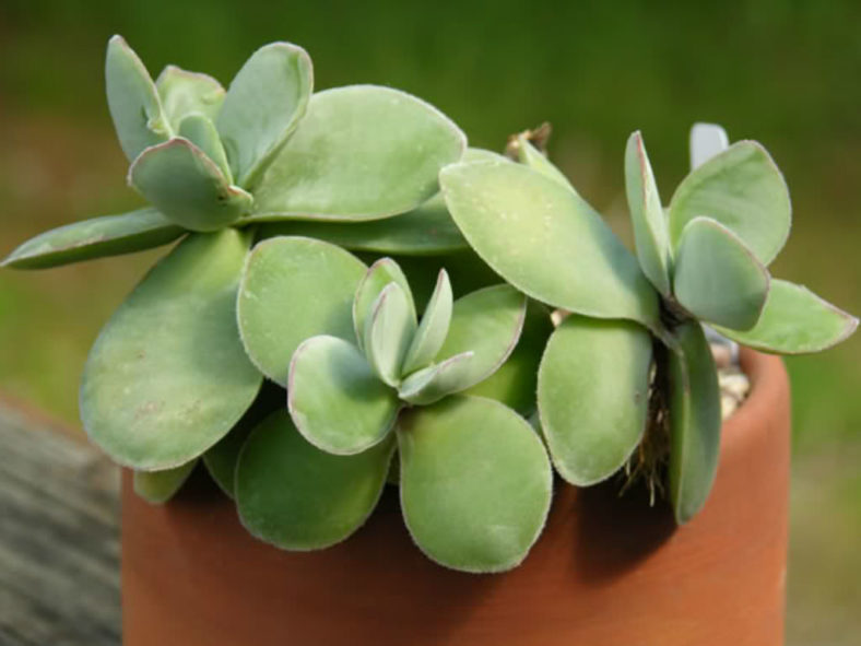 Crassula cotyledonis